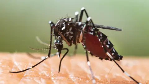 Euskadi controla la propagación del mosquito tigre Euskadi controla la propagación del mosquito tigre