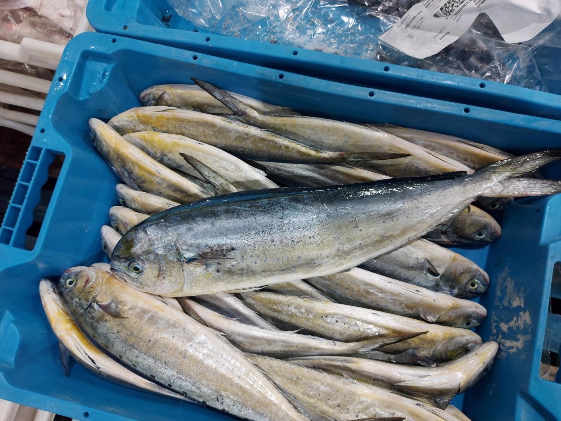 Comienza la campaña de pesca de la llampuga Comienza la campaña de pesca de la llampuga