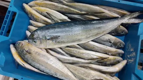 Varias llampugas pescadas en una cesta Varias llampugas pescadas en una cesta