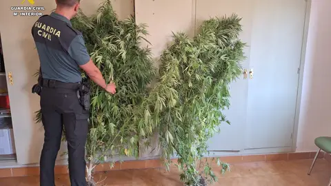 Investigadas dos personas por cultivar marihuana en Magaz de Pisuerga .