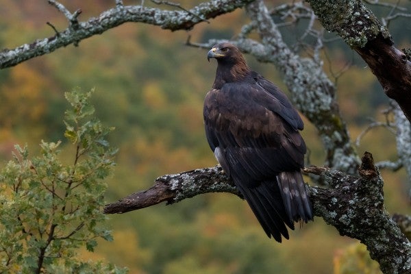 El Fuenseca proyectará "Iberia, naturaleza infinita" El Fuenseca proyectará "Iberia, naturaleza infinita"