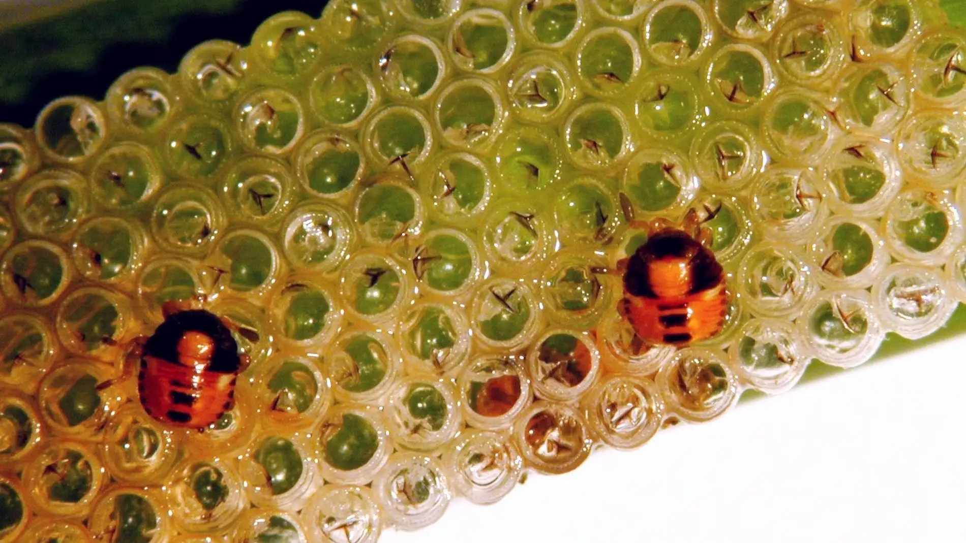 Pudenta del arroz Pudenta del arroz