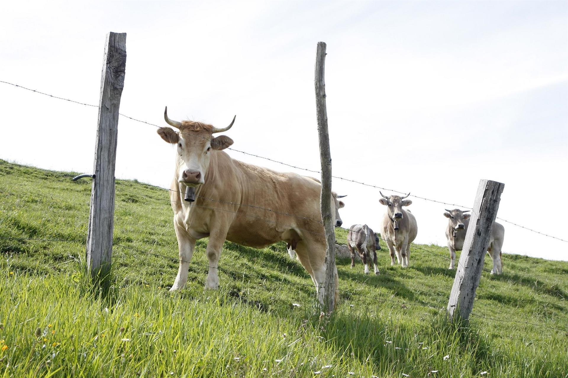 Ascienden a 19 las vacas muertas por la enfermedad hemorrágica epizoótica Ascienden a 19 las vacas muertas por la enfermedad hemorrágica epizoótica