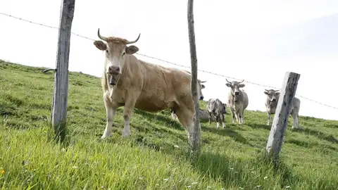 19 vacas muertas por la enfermedad hemorrágica epizoótica 19 vacas muertas por la enfermedad hemorrágica epizoótica