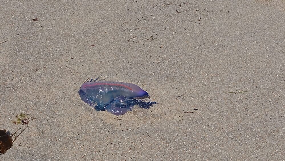 Carabela portuguesa, en A Coruña 
