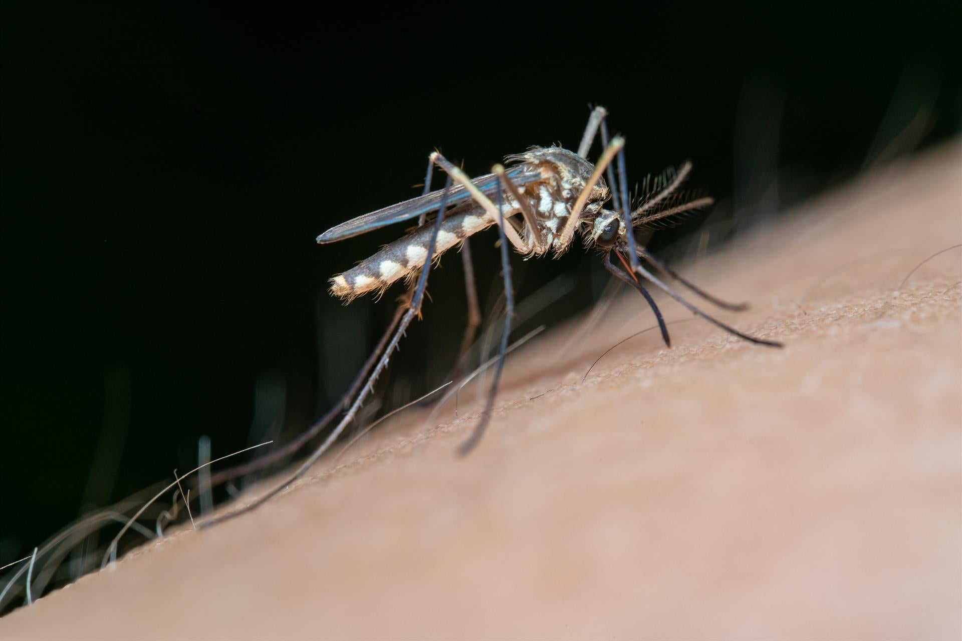 Confirmado tres nuevos casos de fiebre del Nilo Occidental en Extremadura Confirmado tres nuevos casos de fiebre del Nilo Occidental en Extremadura