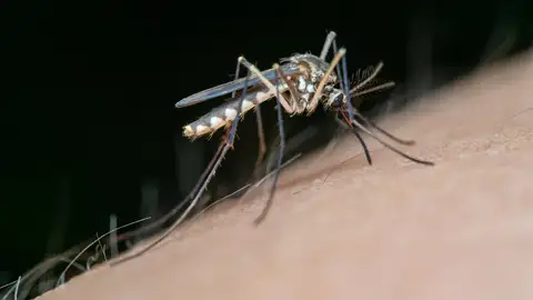 Confirmado tres nuevos casos de fiebre del Nilo Occidental en Extremadura Confirmado tres nuevos casos de fiebre del Nilo Occidental en Extremadura