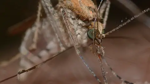 Mosquito transmisor del Virus del Nilo Occidental Mosquito transmisor del Virus del Nilo Occidental