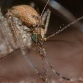 Mosquito transmisor del Virus del Nilo Occidental