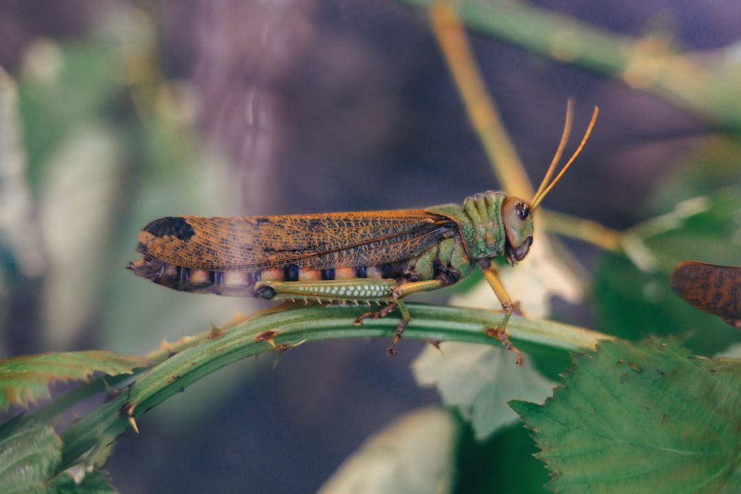 La metamorfosis de los insectos: Las tres formas de crecimiento La metamorfosis de los insectos: Las tres formas de crecimiento