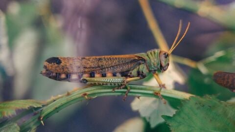 Imagen de un saltamontes