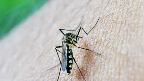 Imagen de un mosquito Imagen de un mosquito