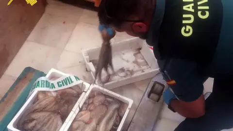 La Guardia Civil en la intervención de los pulpos capturados ilegalmente La Guardia Civil en la intervención de los pulpos capturados ilegalmente