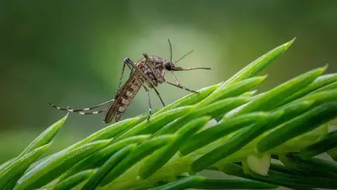 El SES confirma un nuevo ingreso por fiebre del Nilo Occidental en Extremadura El SES confirma un nuevo ingreso por fiebre del Nilo Occidental en Extremadura