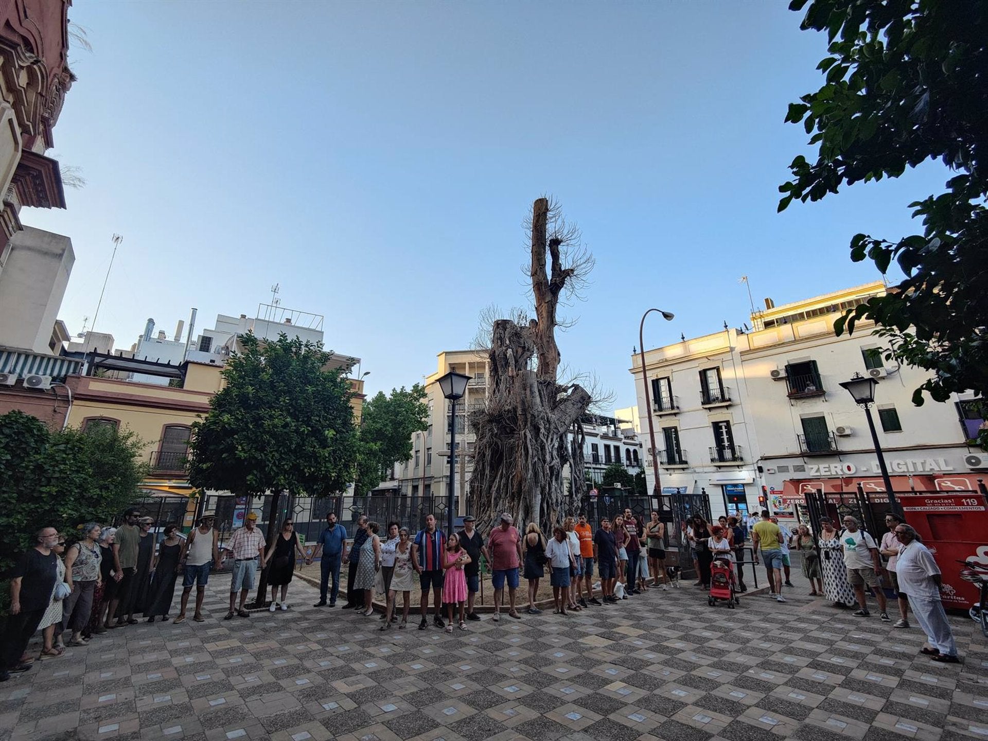 La plataforma del ficus reclama conservarlo aunque muera como "monumento y símbolo de la defensa del arbolado" La plataforma del ficus reclama conservarlo aunque muera como "monumento y símbolo de la defensa del arbolado"