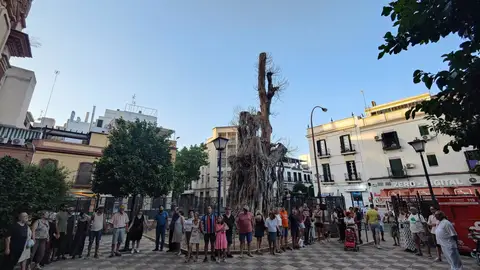 Concentración a los pies del ficus de San Jacinto - PLATAFORMA DEL FICUS DE SAN JACINTO Concentración a los pies del ficus de San Jacinto - PLATAFORMA DEL FICUS DE SAN JACINTO