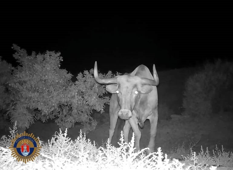Hallan muerto al toro perdido de una ganadería de Almenara que estaba localizado Hallan muerto al toro perdido de una ganadería de Almenara que estaba localizado