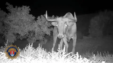 Imagen del toro, captado horas antes de hallarlo fallecido Imagen del toro, captado horas antes de hallarlo fallecido