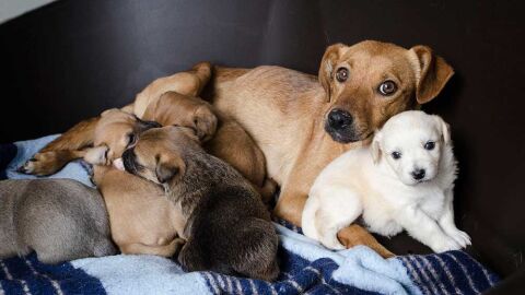 Perros del Albergue Valle Colino