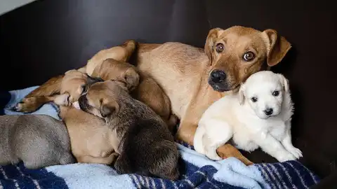 Perros del Albergue Valle Colino Perros del Albergue Valle Colino