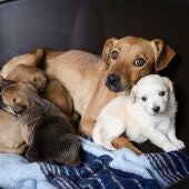 Perros del Albergue Valle Colino