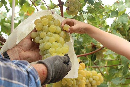 Monforte del Cid adelanta la puesta en marcha del servicio gratuito de recogida de bolsos Monforte del Cid adelanta la puesta en marcha del servicio gratuito de recogida de bolsos