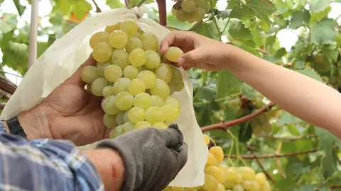 Monforte del Cid adelanta la puesta en marcha del servicio gratuito de recogida de bolsos Monforte del Cid adelanta la puesta en marcha del servicio gratuito de recogida de bolsos