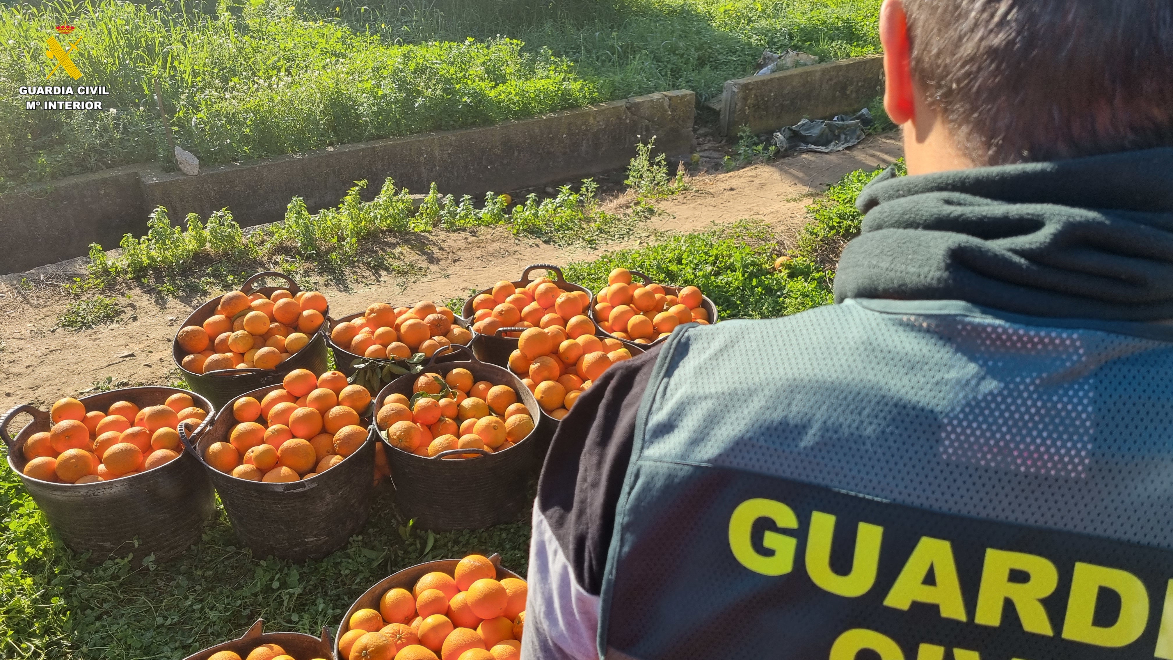 Detenidas dos mujeres por robar 3.000 kilos de naranjas en Alquerías del Niño Perdido Detenidas dos mujeres por robar 3.000 kilos de naranjas en Alquerías del Niño Perdido
