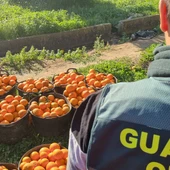 La Guardia Civil investiga a 21 personas por robos en explotaciones de cítricos La Guardia Civil investiga a 21 personas por robos en explotaciones de cítricos