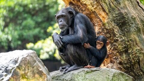 monos
