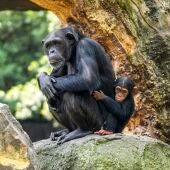monos