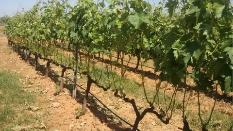 La Junta paga este viernes a más de 3.500 agricultores las ayudas extraordinarias al viñedo dotadas con 6 millones de euros La Junta paga este viernes a más de 3.500 agricultores las ayudas extraordinarias al viñedo dotadas con 6 millones de euros