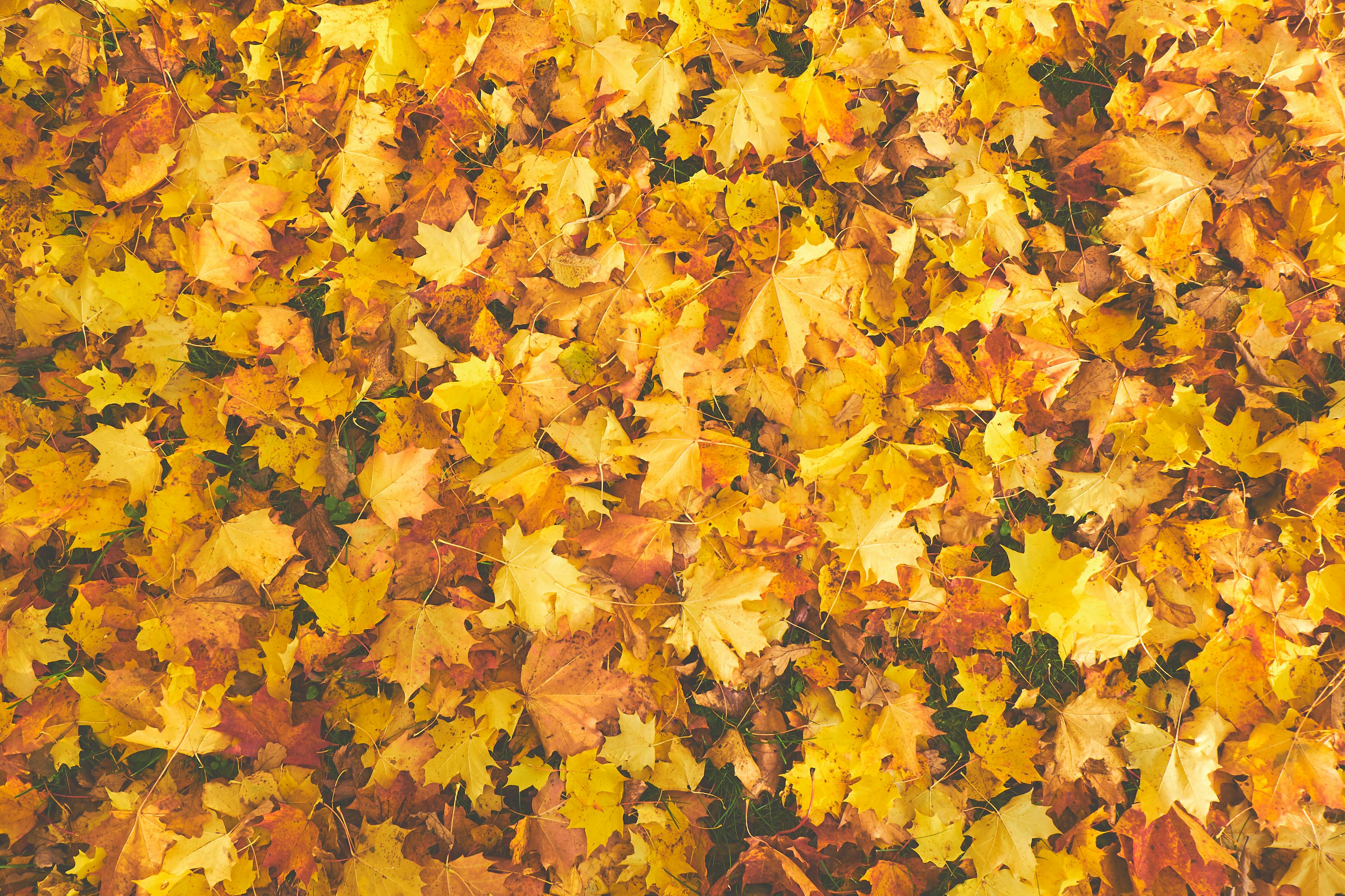 Cuándo empieza el otoño meteorológico: cómo afecta al tiempo Cuándo empieza el otoño meteorológico: cómo afecta al tiempo