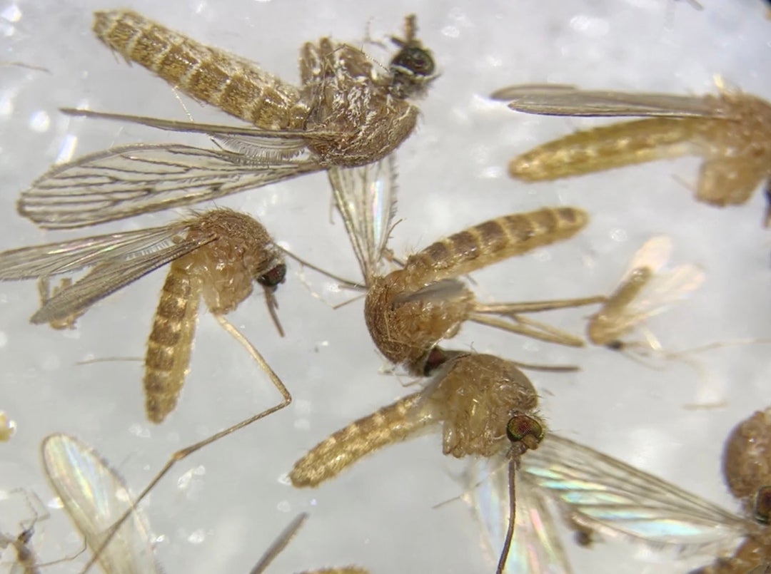 Sube el riesgo de contagio de virus del Nilo en Huelva tras detectar mosquitos infectados Sube el riesgo de contagio de virus del Nilo en Huelva tras detectar mosquitos infectados