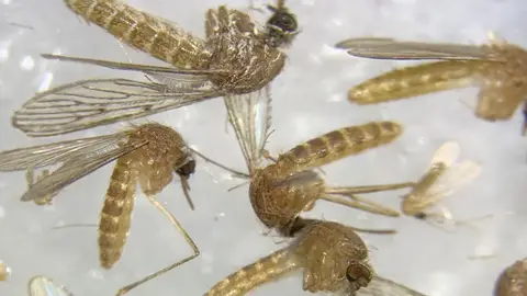 Imagen al microscopio de mosquitos para determinar si están infectados del virus del Nilo. Imagen al microscopio de mosquitos para determinar si están infectados del virus del Nilo.