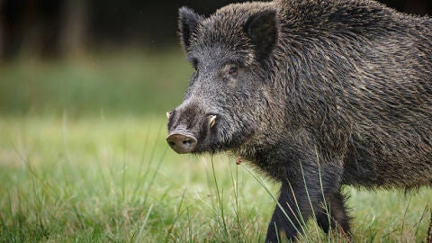 Una jabalina con sus jabatos se deja ver en la sierra de Benej&uacute;zar en busca de alimento