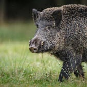 Ejemplar de un jabalí