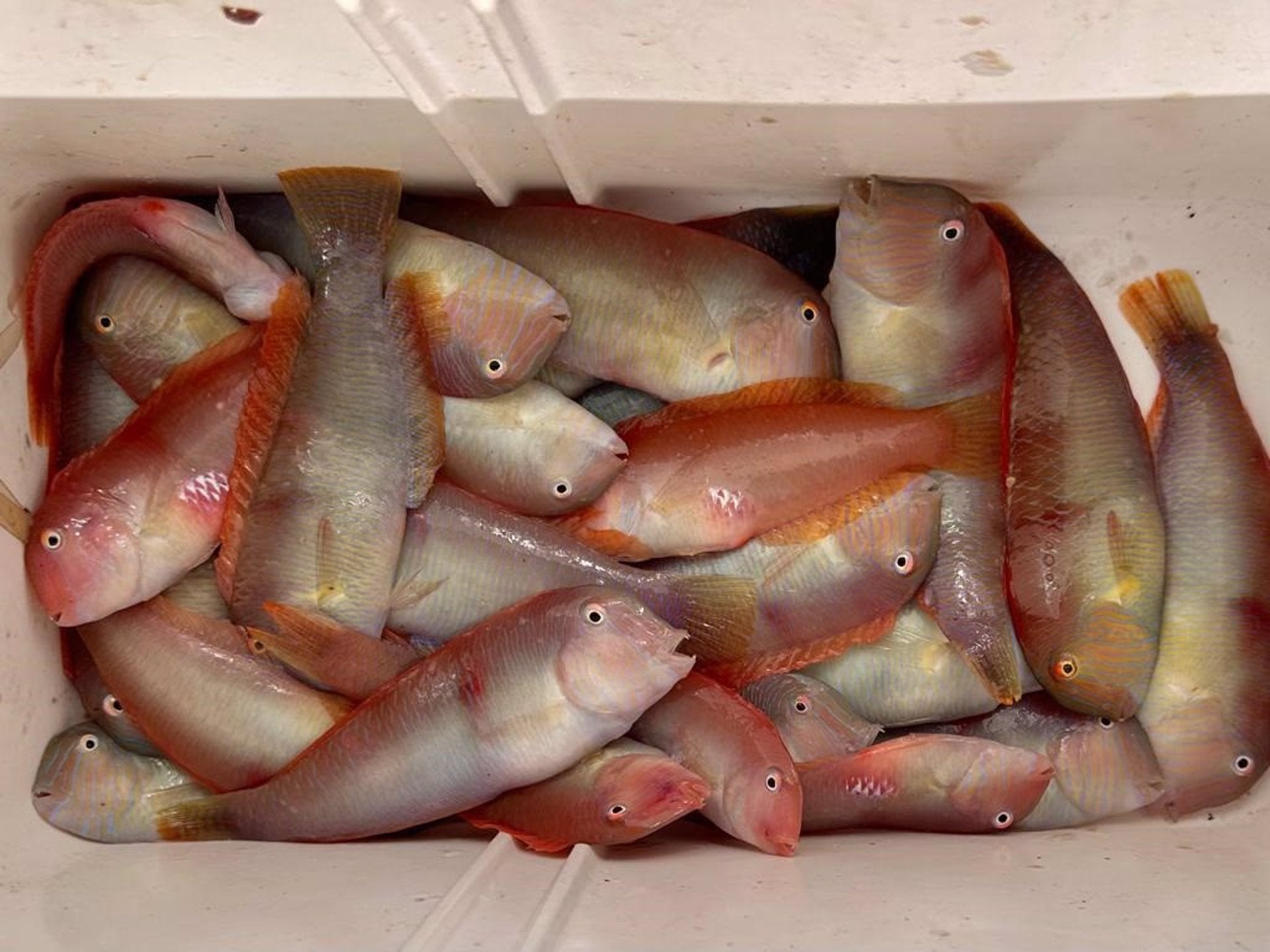 Se abre la veda de pesca del pez más apreciado en Mallorca: el raor Se abre la veda de pesca del pez más apreciado en Mallorca: el raor