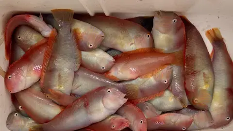 Se abre la veda de pesca del pez más apreciado en Mallorca: el raor Se abre la veda de pesca del pez más apreciado en Mallorca: el raor