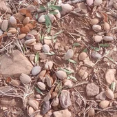Daños almendra y pistacho Daños almendra y pistacho