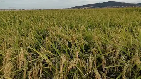 Un seminario online abordará este jueves las alternativas al riego por inundación en el cultivo del arroz Un seminario online abordará este jueves las alternativas al riego por inundación en el cultivo del arroz