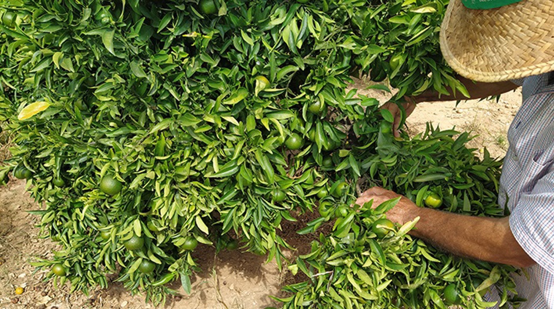 La bajada de producción y de importaciones condiciona las primeras compras de cítricos, según AVA-Asaja La bajada de producción y de importaciones condiciona las primeras compras de cítricos, según AVA-Asaja