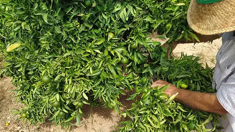 Archivo - Campo de naranjas - Archivo - Campo de naranjas -