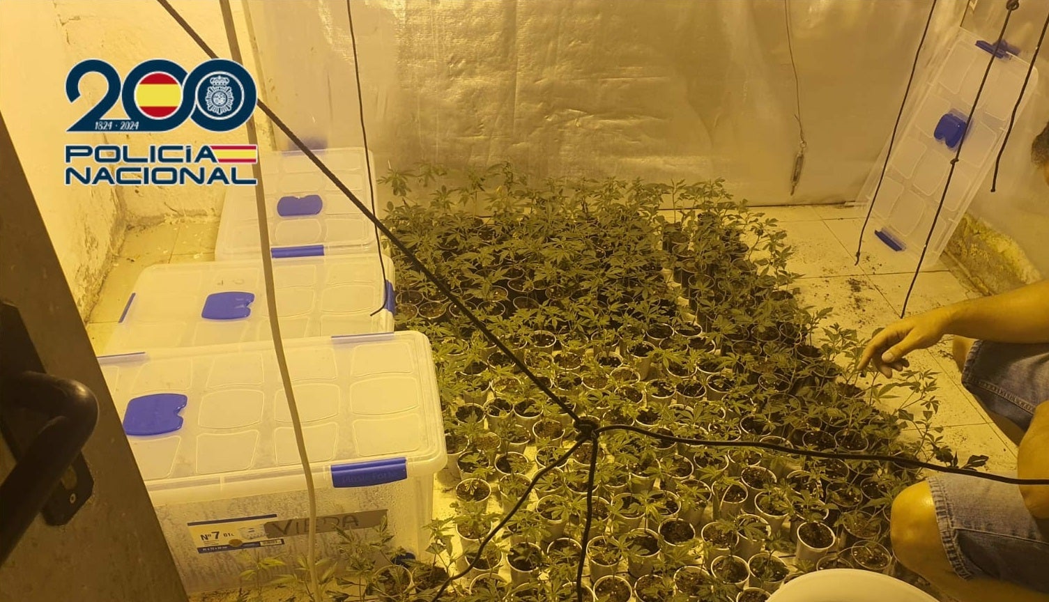 La Policía Nacional desmantela plantación de marihuana en una nave de Elche con más de 350 plantas La Policía Nacional desmantela plantación de marihuana en una nave de Elche con más de 350 plantas
