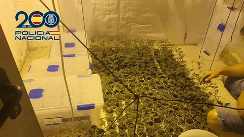 Plantas en el cultivo de marihuana desmantelado en Elche. Plantas en el cultivo de marihuana desmantelado en Elche.