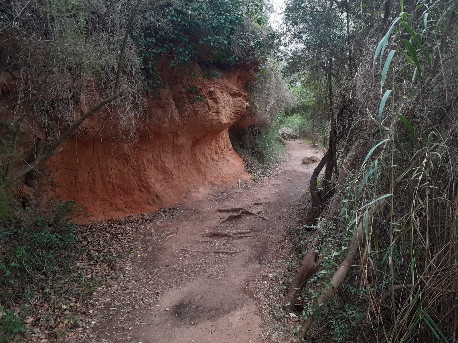 Las lluvias obligan a cerrar los dos accesos a la ruta Botánica de Vila-real Las lluvias obligan a cerrar los dos accesos a la ruta Botánica de Vila-real