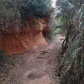 Ruta botánica de Vila-real. Ruta botánica de Vila-real.