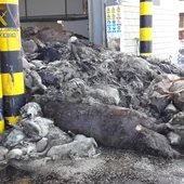 Cadáveres de animales amontonados en una Planta de Tratamiento de residuos de Puertollano Cadáveres de animales amontonados en una Planta de Tratamiento de residuos de Puertollano