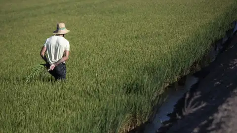 CCOO asegura que en Extremadura "sobra mano de obra" para el campo, siempre que se ofrezcan "condiciones dignas" CCOO asegura que en Extremadura "sobra mano de obra" para el campo, siempre que se ofrezcan "condiciones dignas"