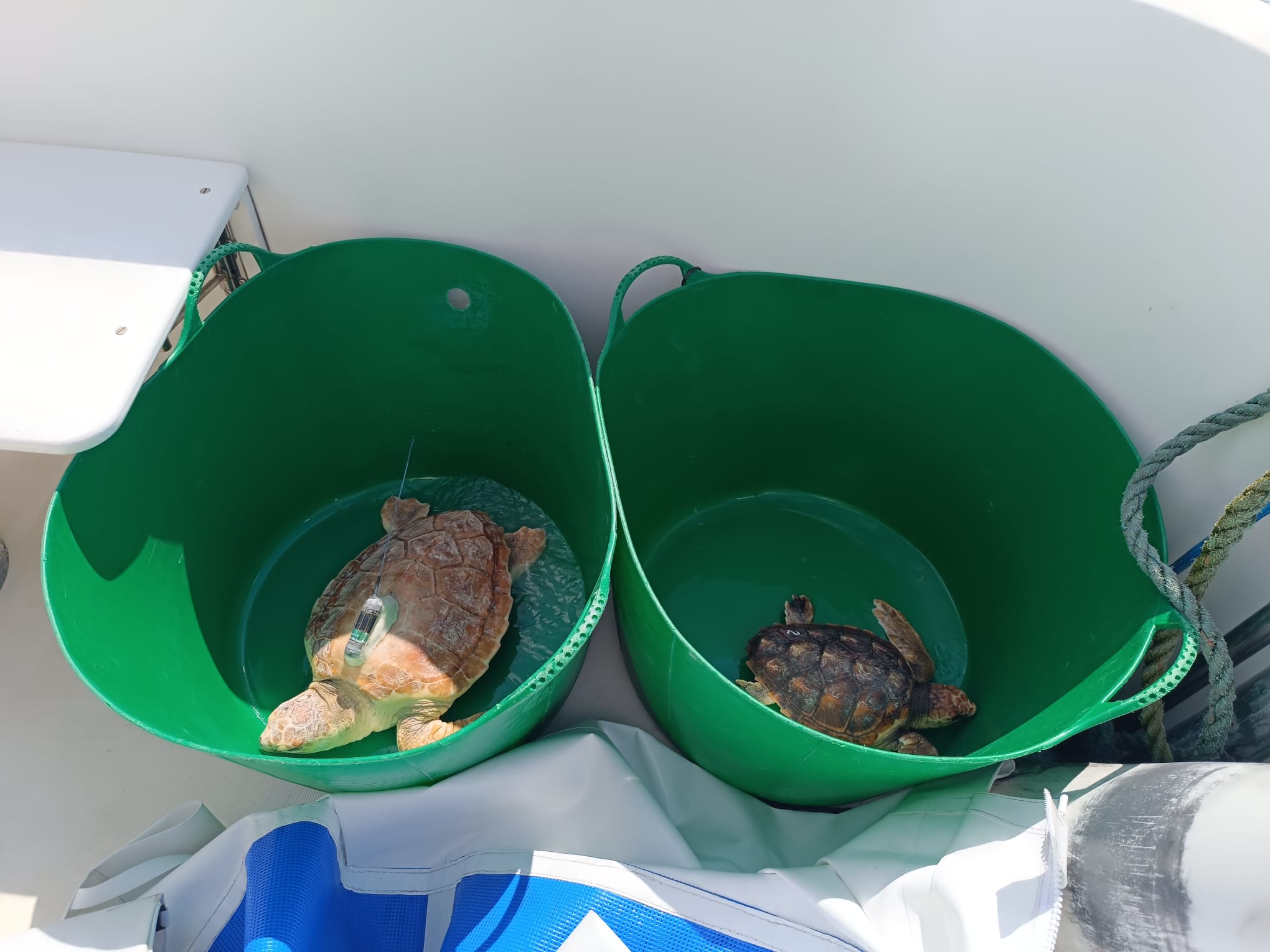 Dos tortugas vuelven a casa Dos tortugas vuelven a casa